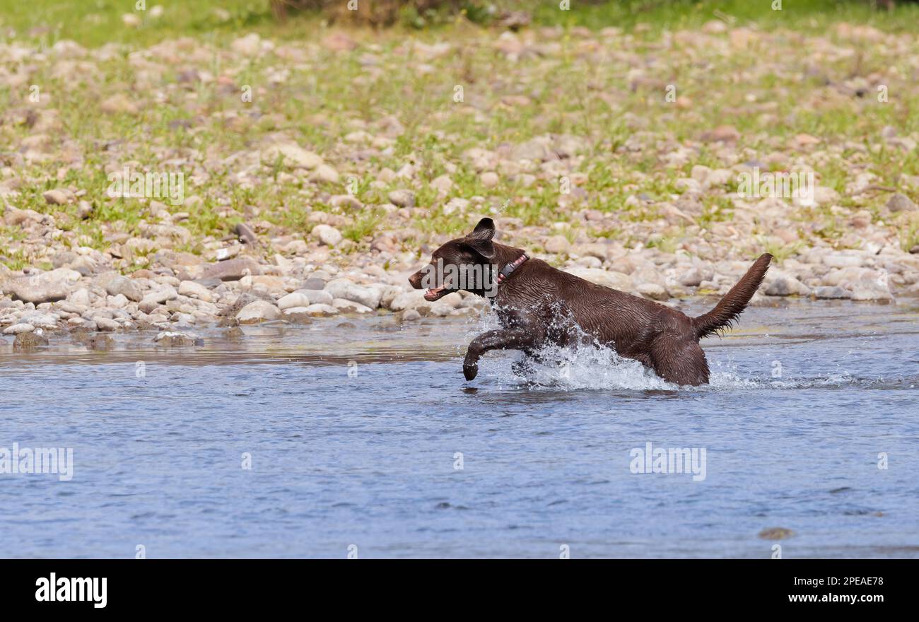 Chien de laboratoire de chocolat courant et barbotant dans la rivière Banque D'Images