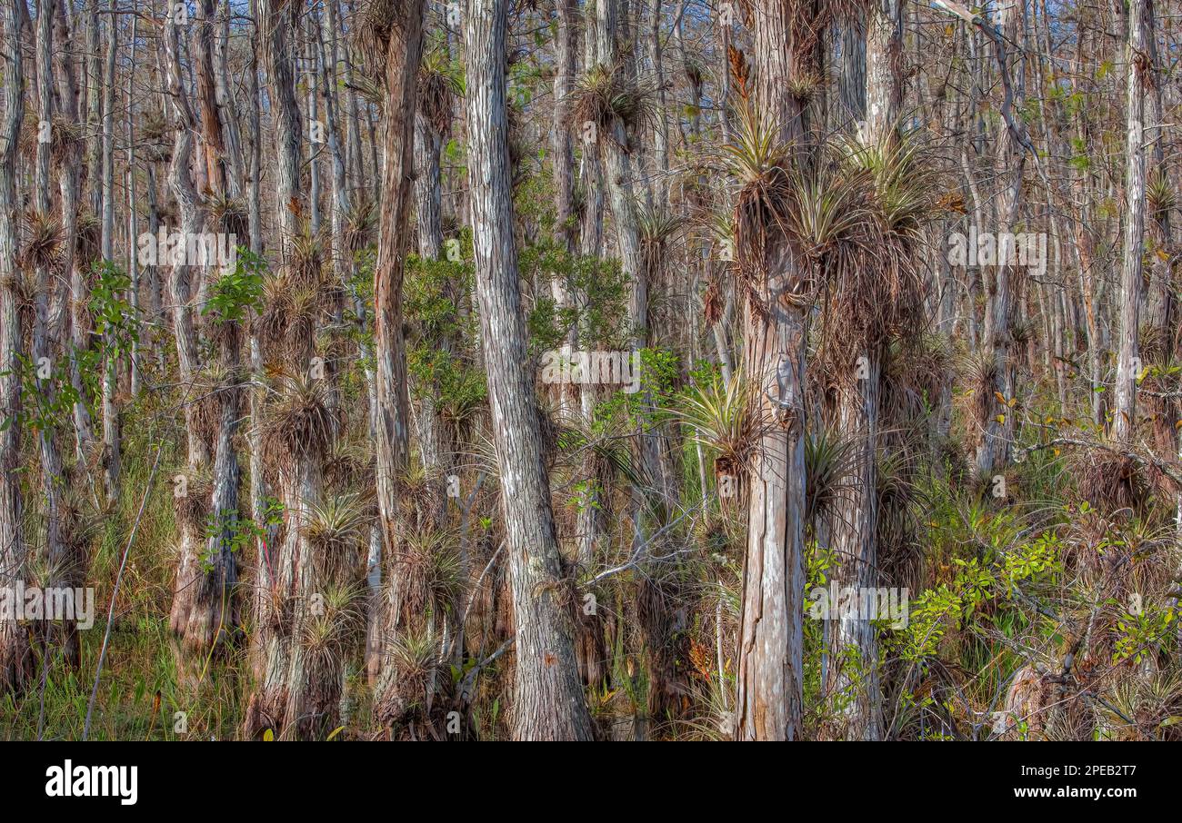 Plantes de l'air poussant sur Bald Cypress; réserve nationale de Big Cypress, Floride. Big Cypress borde les prairies humides d'eau douce du parc national des Everglades Banque D'Images
