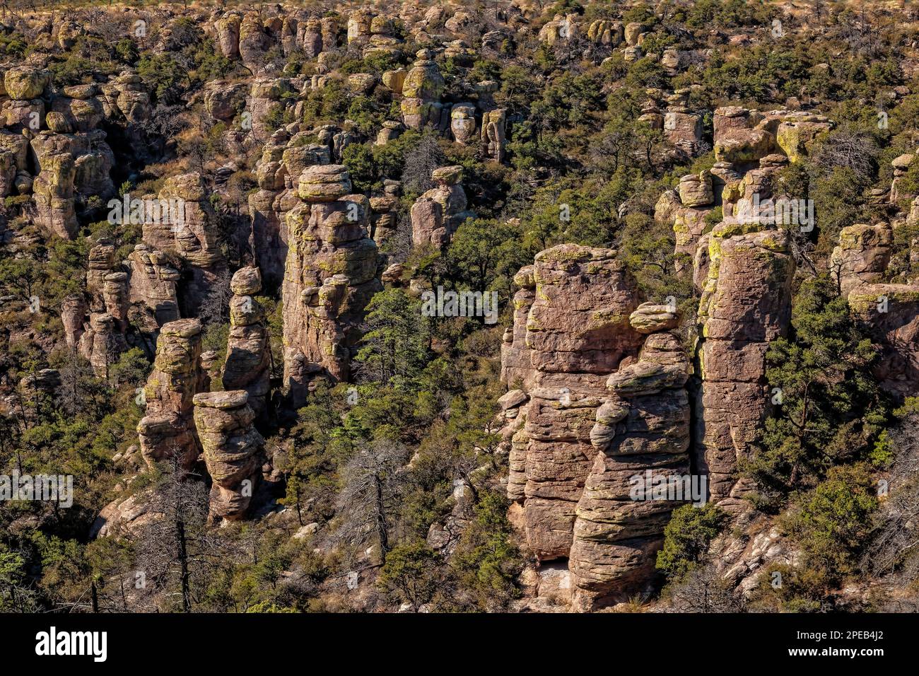 Terre des rochers debout, dépôt de rhyolite volcanique, monument national Chiricahua, Arizona Banque D'Images