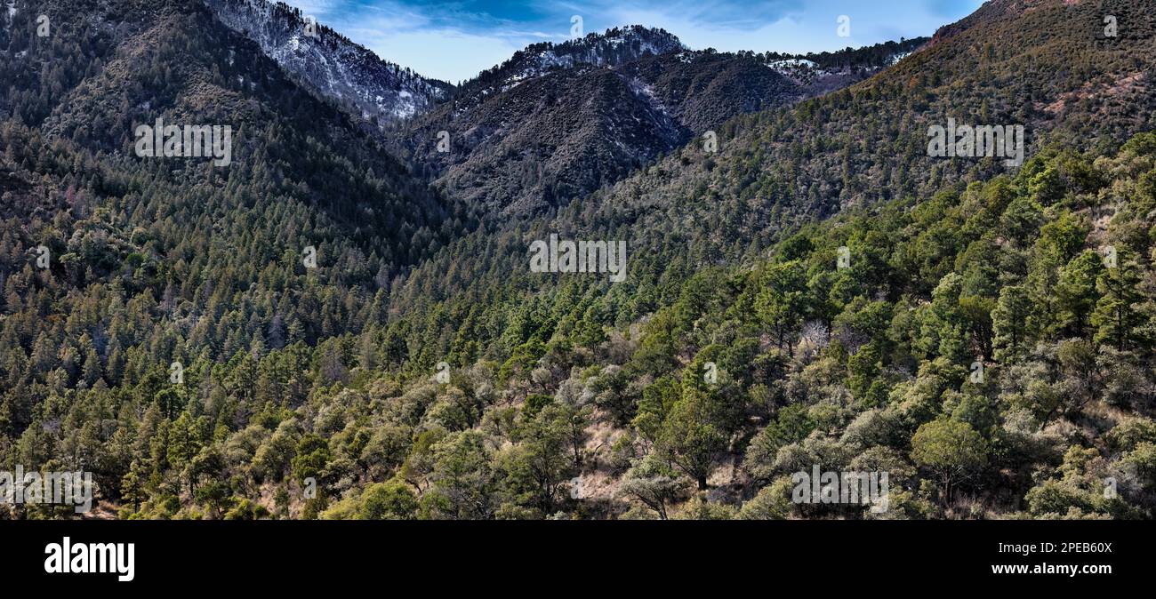 Forêt de conifères et de feuillus, monument national de Chiricahua, Arizona Banque D'Images
