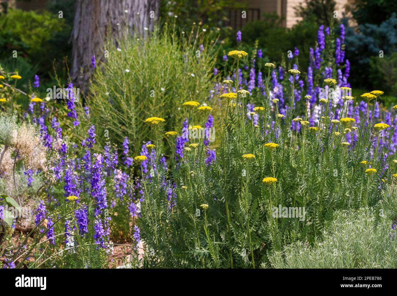 Un jardin Xeriscape rempli de plantes florissantes Golden Yarrow et Purple Larkspur de différentes tailles. Banque D'Images