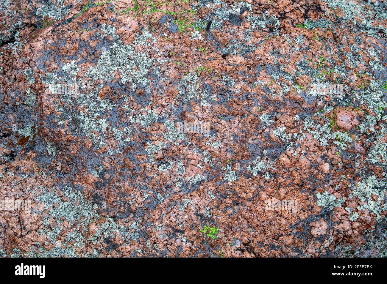 Lichens crustacés sur les montagnes de rhyolite, Dragoon, Cochise Comté (Arizona) Banque D'Images