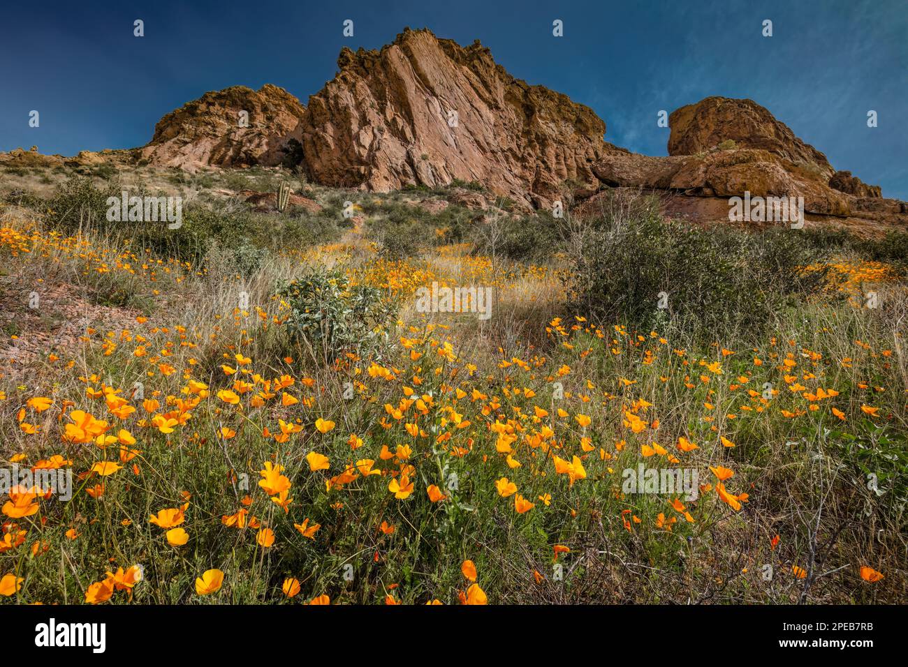 Poppies mexicaines, Eschscholzia californica, Organ Pipe Cactus National Monument, Arizona Banque D'Images