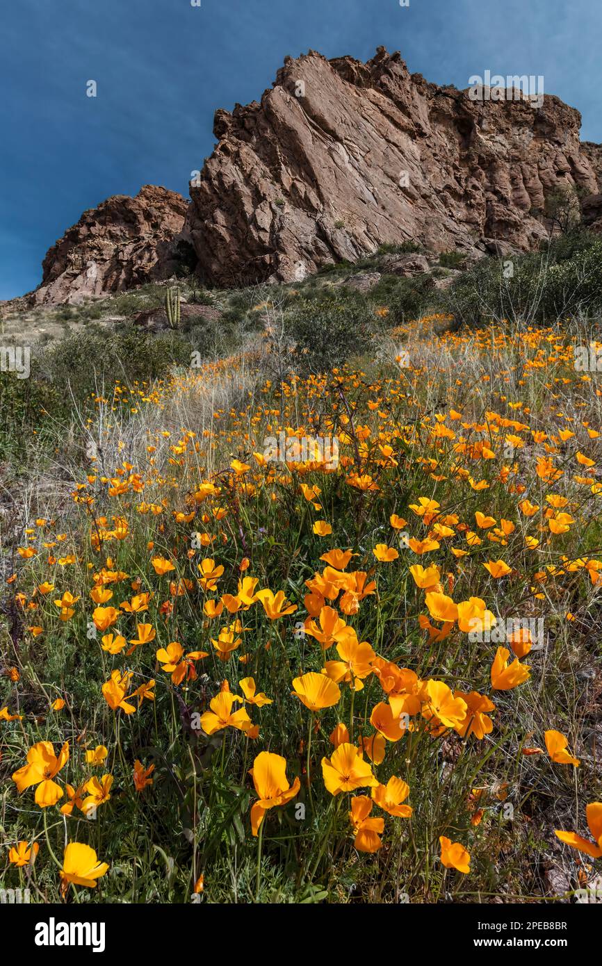 Poppies mexicaines, Eschscholzia californica, Organ Pipe Cactus National Monument, Arizona Banque D'Images