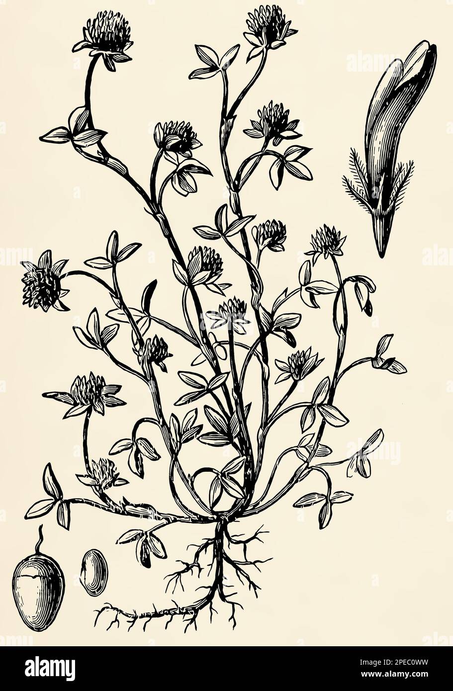 Système racinaire, tige, fleurs et fruits de trèfle rouge (Trifolium pratense). Illustration stylisée antique. Banque D'Images