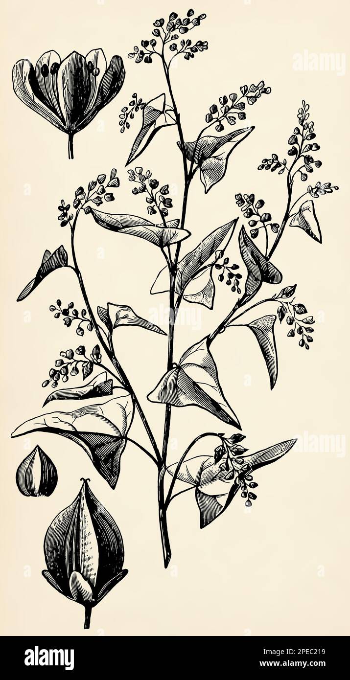 Tige, fleurs et fruits du sarrasin (Fagopyrum esculentum). Illustration stylisée antique. Banque D'Images