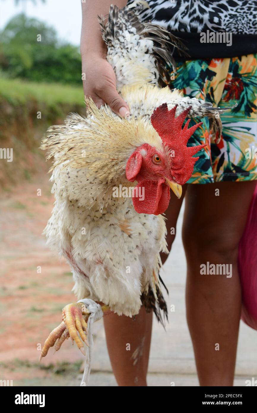 Gros plan d'une femme tenant un poulet vivant qu'elle a obtenu sur le marché local dans l'Amazonie péruvienne. Banque D'Images