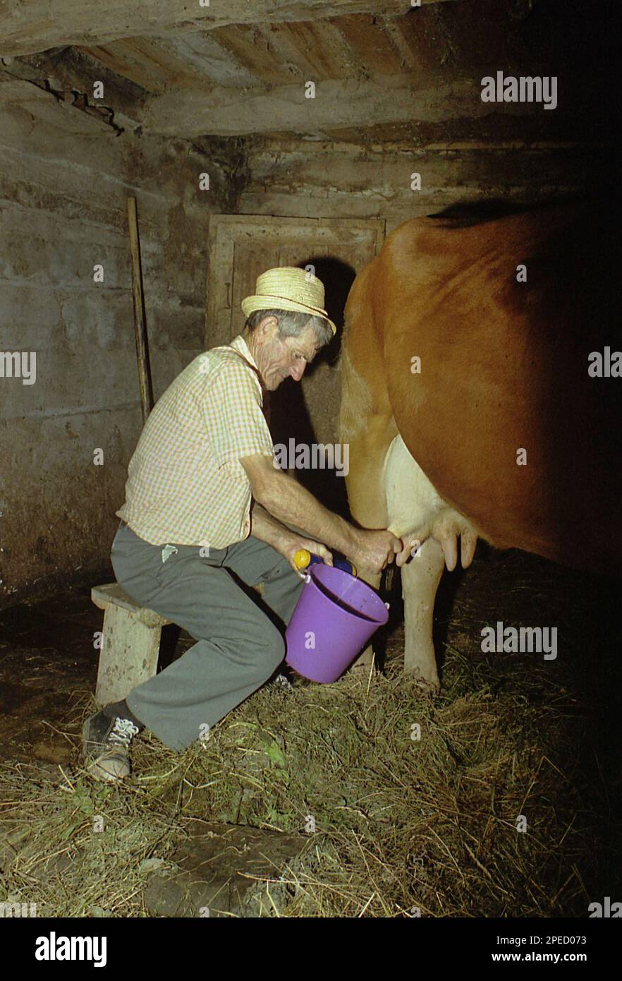 Comté d'Alba, Roumanie, 2001. Homme qui traite une vache dans l'écurie. Banque D'Images