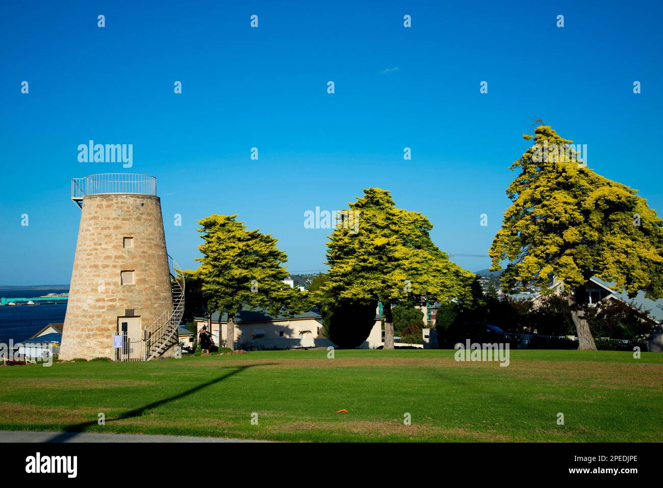 Specimen mature de Castlewellan Leyland Cypress Tree Banque D'Images