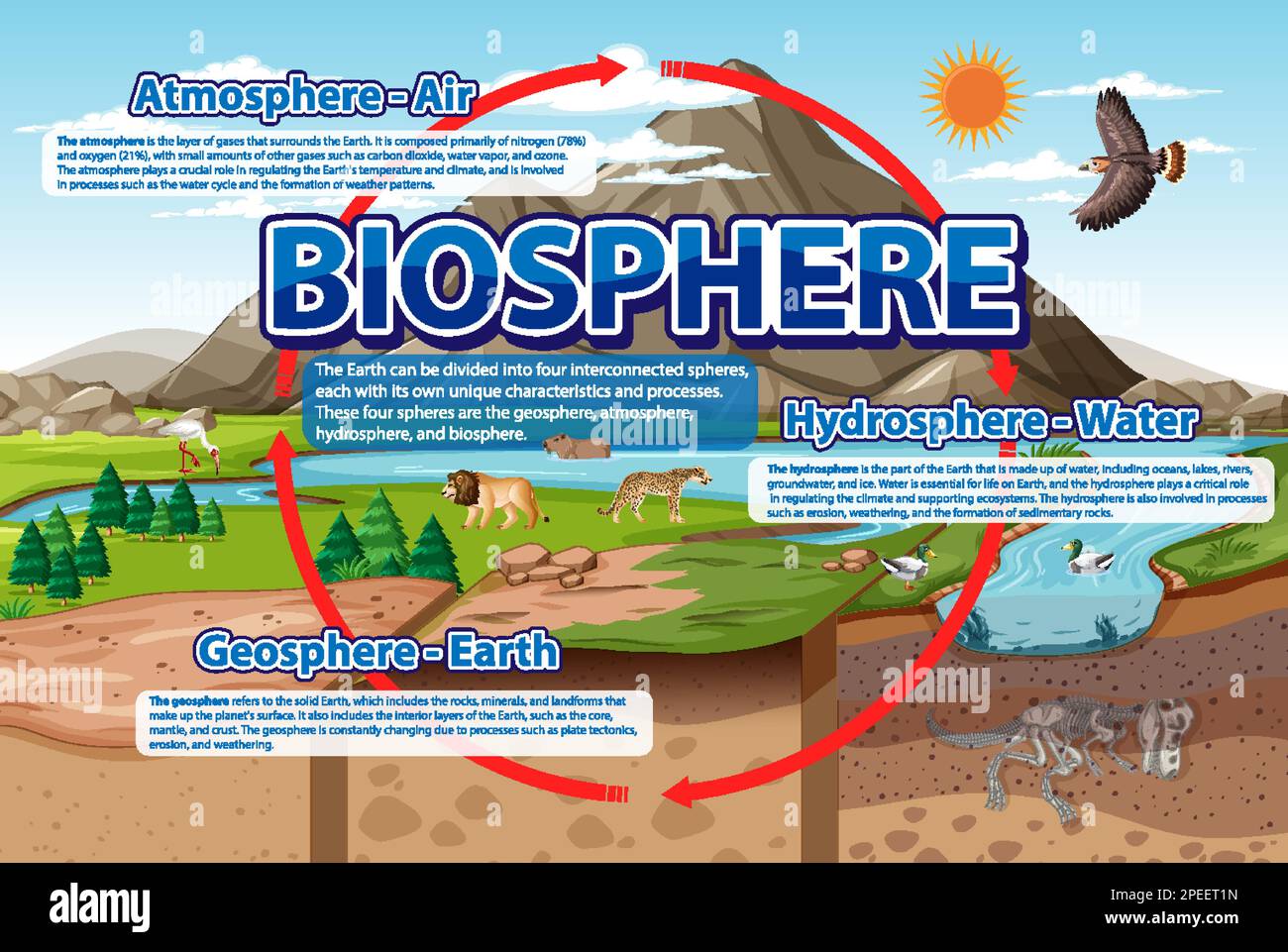 Infographie sur l'écologie de la biosphère pour l'illustration de l'apprentissage Illustration de Vecteur