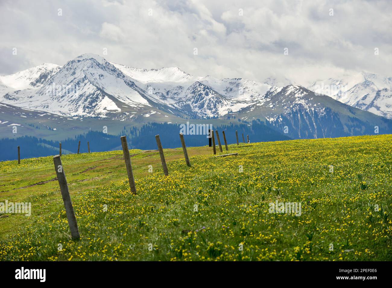 Kalajun Grassland est en forme de collines ondulantes, soutenues par des montagnes enneigées, et il y a des forêts, des fleurs, et d'autres paysages Banque D'Images