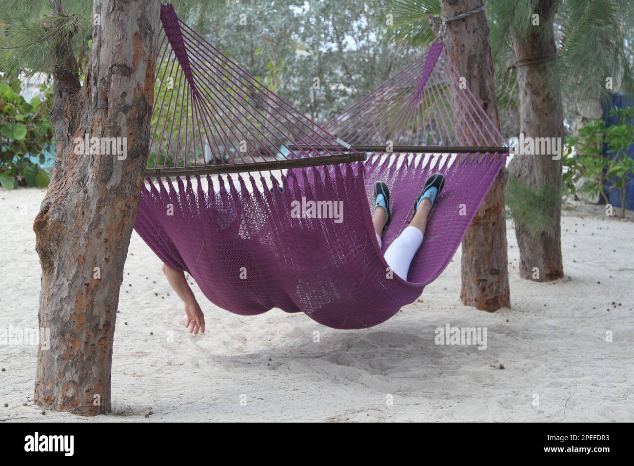 Hamac violet pour deux personnes attaché à un arbre Banque D'Images