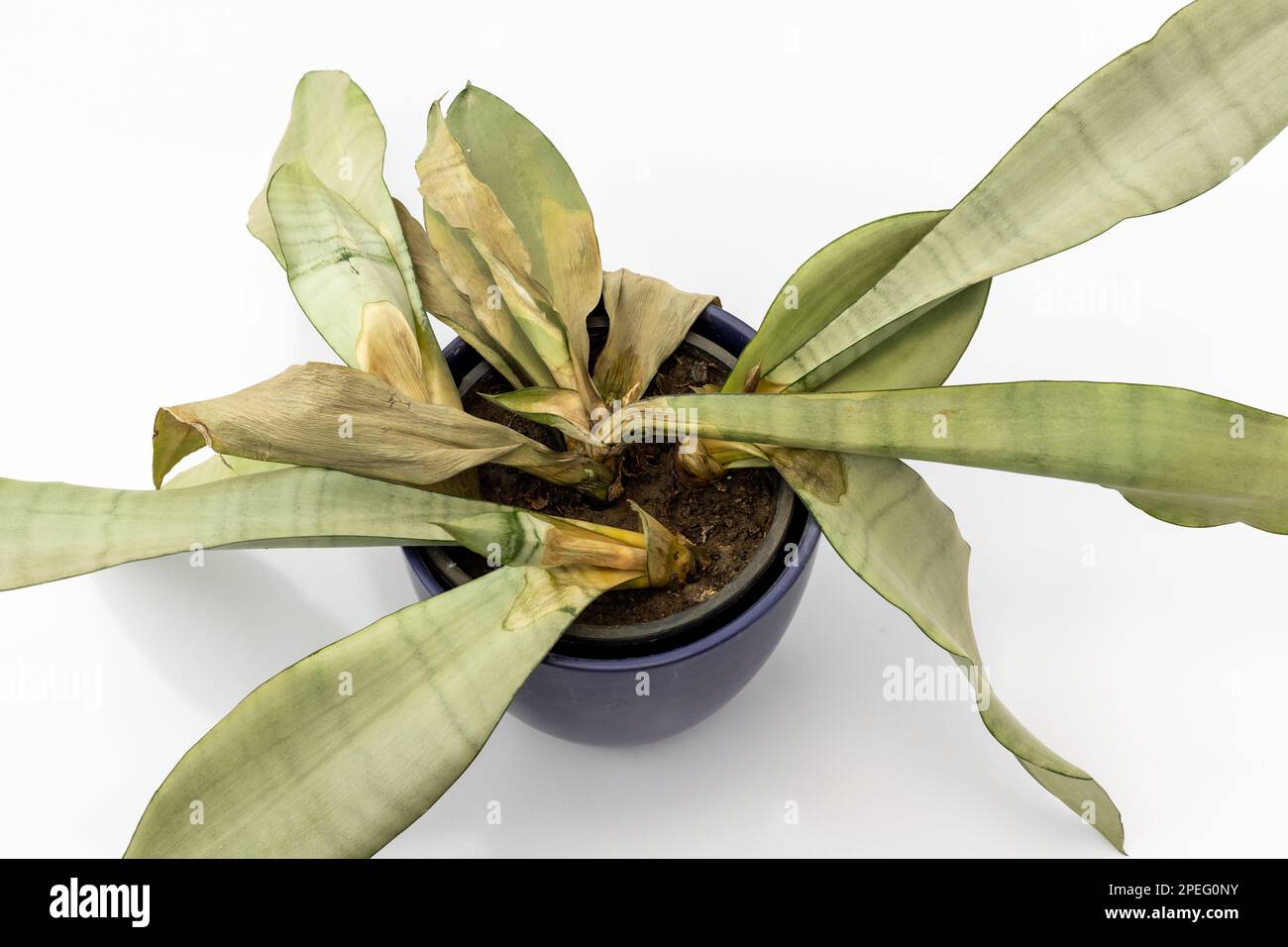 Plante de pourriture de racine sansevieria Moonshine isolée sur fond blanc Banque D'Images