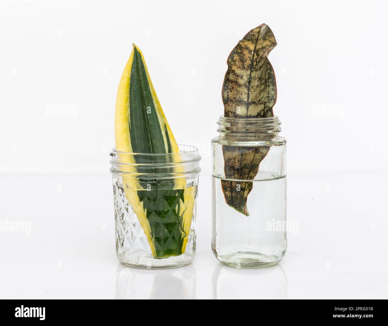L'or noir de Sansevieria et le coppertone de Sansevieria se propagent dans l'eau Banque D'Images L'or noir de Sansevieria et le coppertone de Sansevieria se propagent dans l'eau Banque D'Images