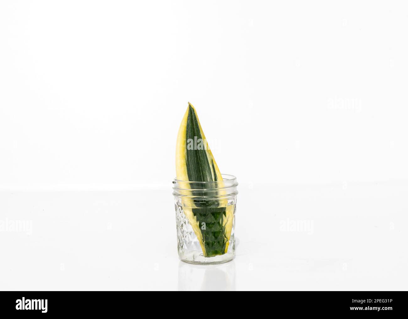 L'or noir de la plante de serpent se propage dans l'eau à partir de la coupe de feuilles Banque D'Images L'or noir de la plante de serpent se propage dans l'eau à partir de la coupe de feuilles Banque D'Images