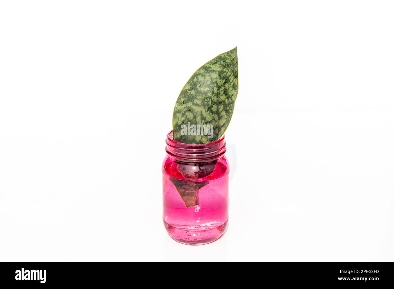 Sansevieria masoniana propagation de l'eau des ailerons de baleines en gros plan Banque D'Images Sansevieria masoniana propagation de l'eau des ailerons de baleines en gros plan Banque D'Images