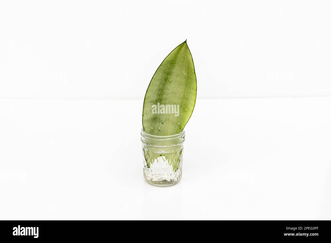 Propagation de l'eau de la plante du serpent isolée sur fond blanc Banque D'Images Propagation de l'eau de la plante du serpent isolée sur fond blanc Banque D'Images