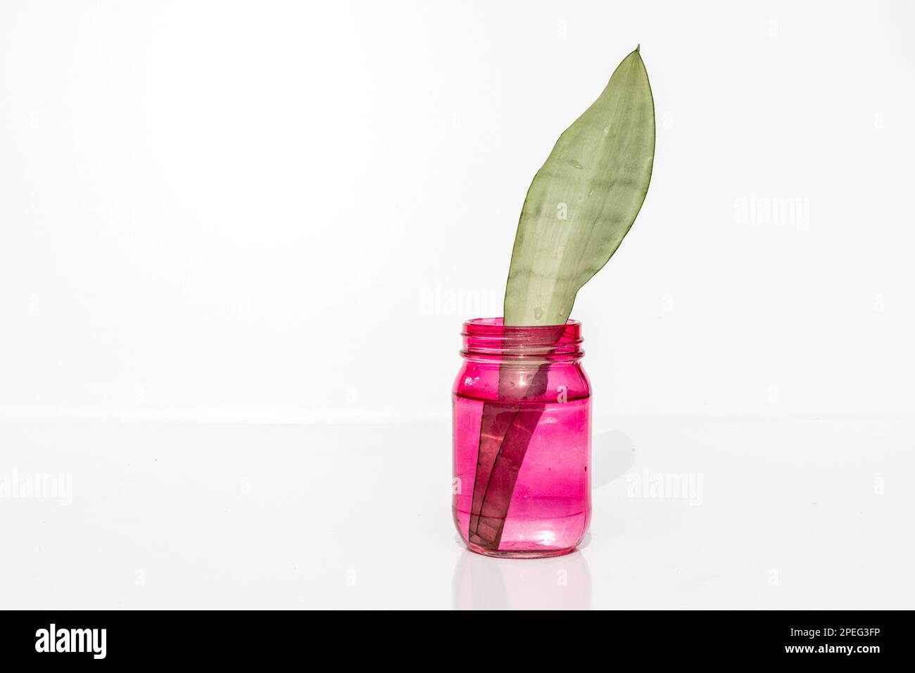 Propagation serpent Moonshine plante feuille dans l'eau Banque D'Images Propagation serpent Moonshine plante feuille dans l'eau Banque D'Images