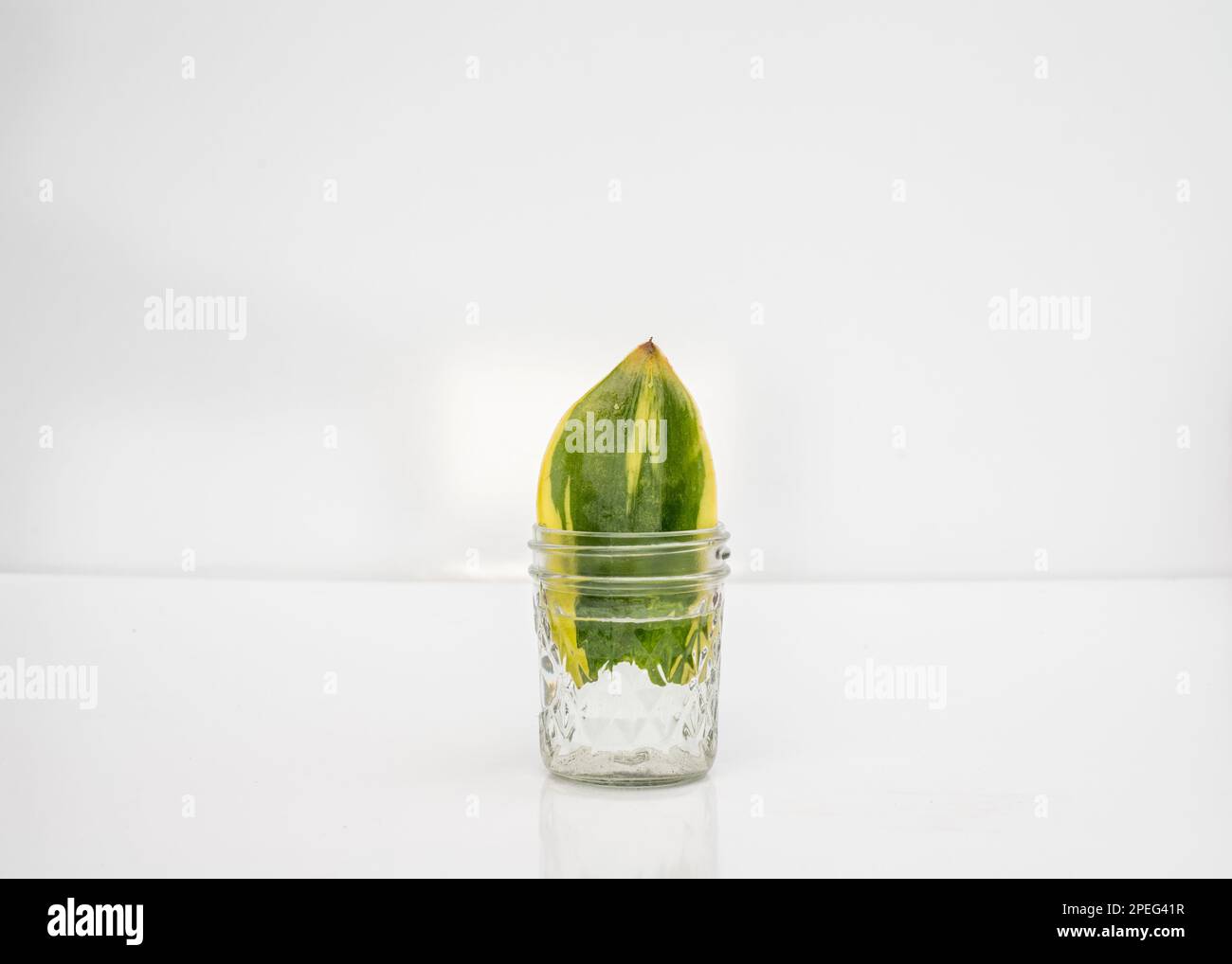 Sansevieria trifasciata or poussière serpent plante propagation dans l'eau Banque D'Images Sansevieria trifasciata or poussière serpent plante propagation dans l'eau Banque D'Images