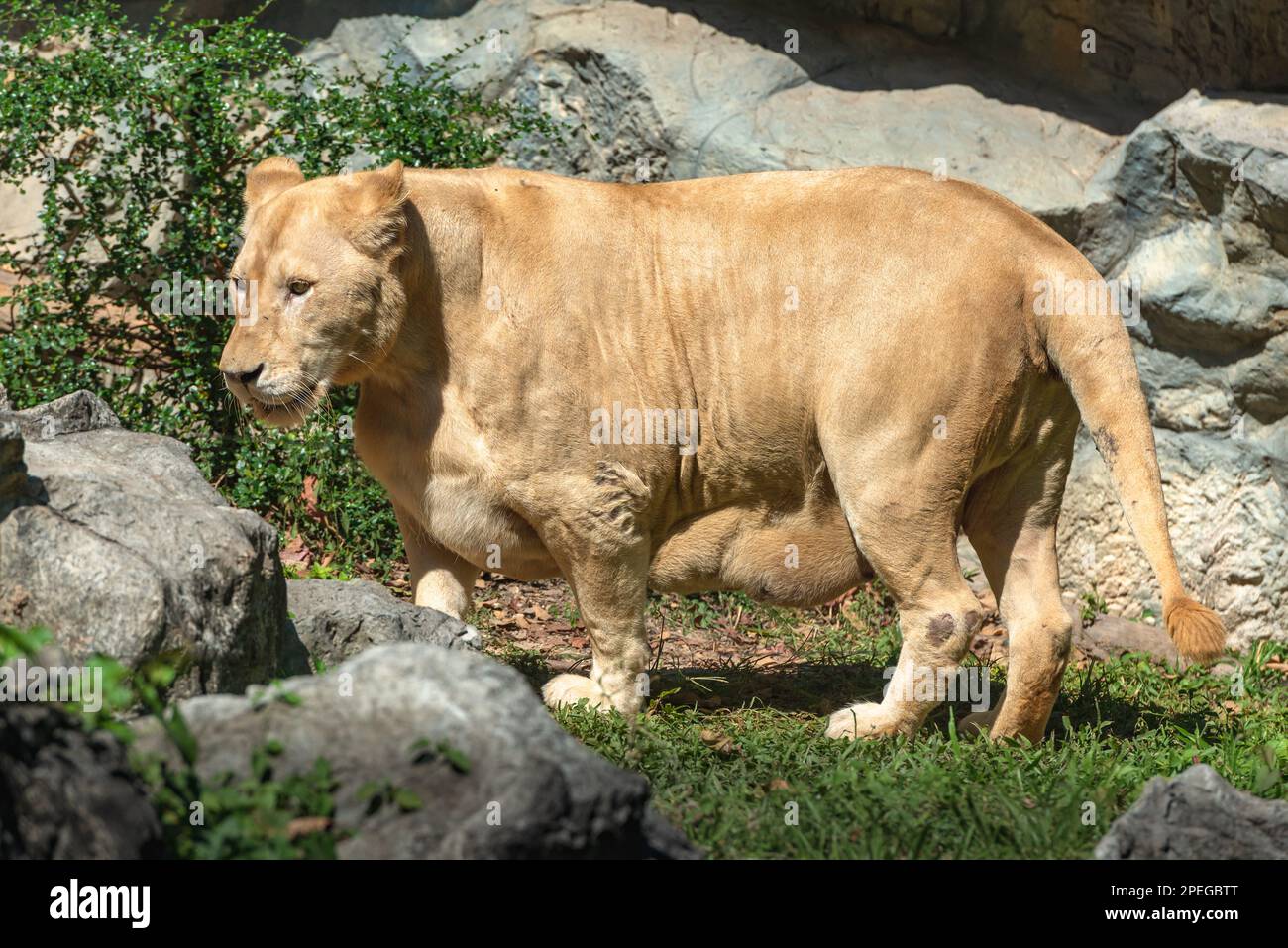 Grand tigre du bengale lioness femelle prédon avant l'accouchement du ventre Banque D'Images
