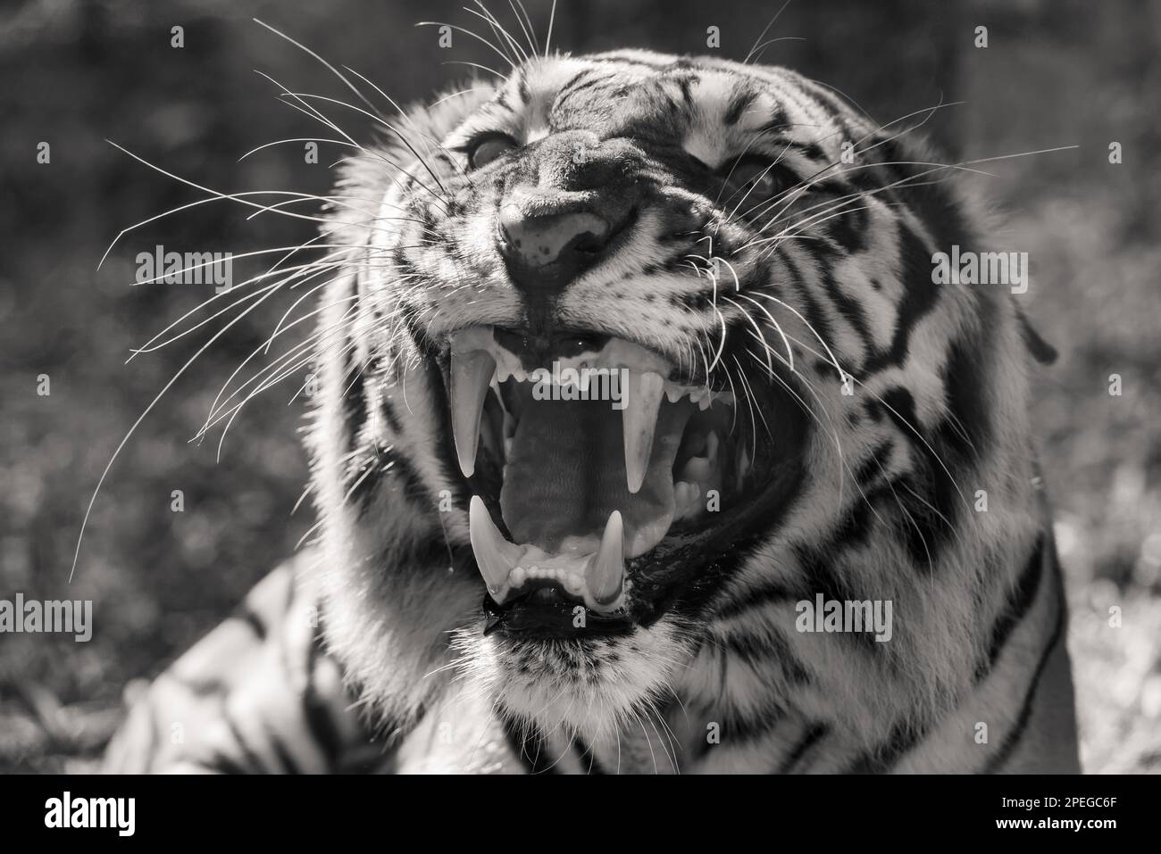 Le gros tigre du bengale grogne le zoo en colère noir et blanc Banque D'Images