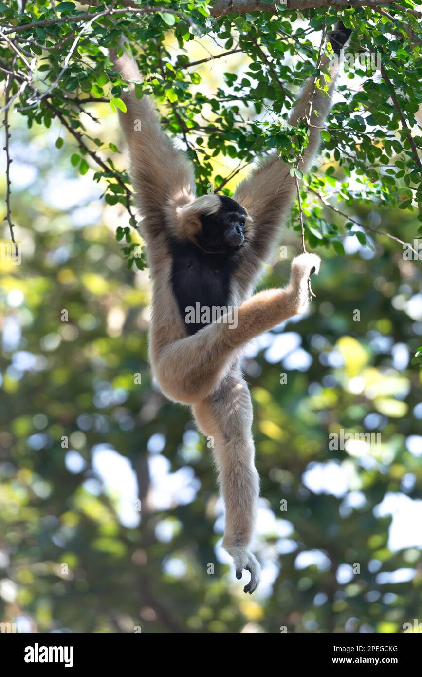 Un mâle de gibbon piléé adulte est accroché à un zoo de la branche Banque D'Images