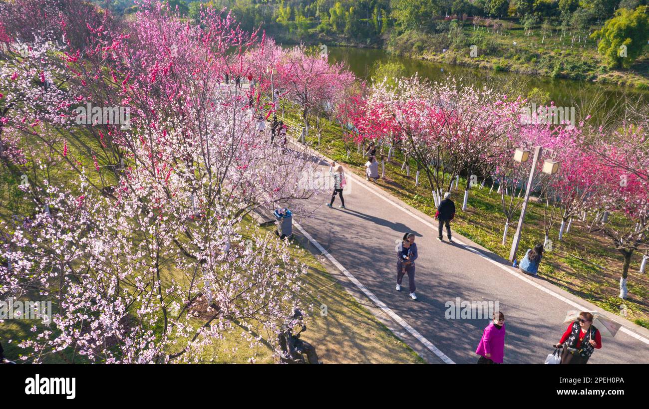 Les fleurs printanières sont en pleine floraison au Chongqing Garden Expo Park, ce qui attire les gens à regarder et à prendre des photos à Chongqing, en Chine. 13th mars 2023. (Photo de ChinaImages/Sipa USA) crédit: SIPA US/Alay Live News Banque D'Images