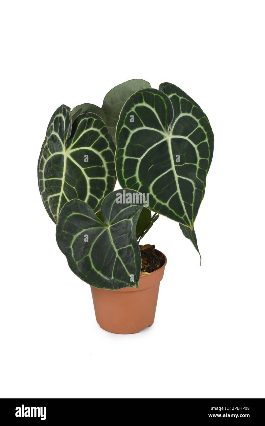 Laceleaf maison en pot de fleurs. Nom botanique 'Anthurium Clarinervium' Banque D'Images
