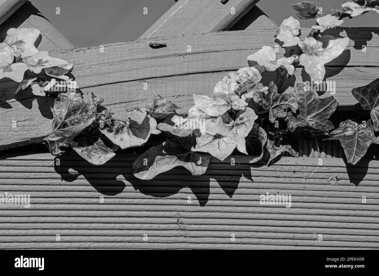 Un cliché monochromatique d'une bande de lierre en lambeaux à travers un treillis de jardin en bois. Abstrait et triste. Banque D'Images