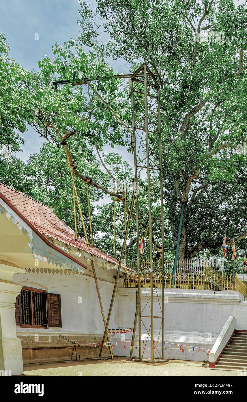 09 10 2009 Jaya Sri Maha Bodhi est un arbre Bo sacré historique dans le jardin de Mahamekuna dans la ville historique d'Anuradhapura, Sri Lanka Asie. Banque D'Images