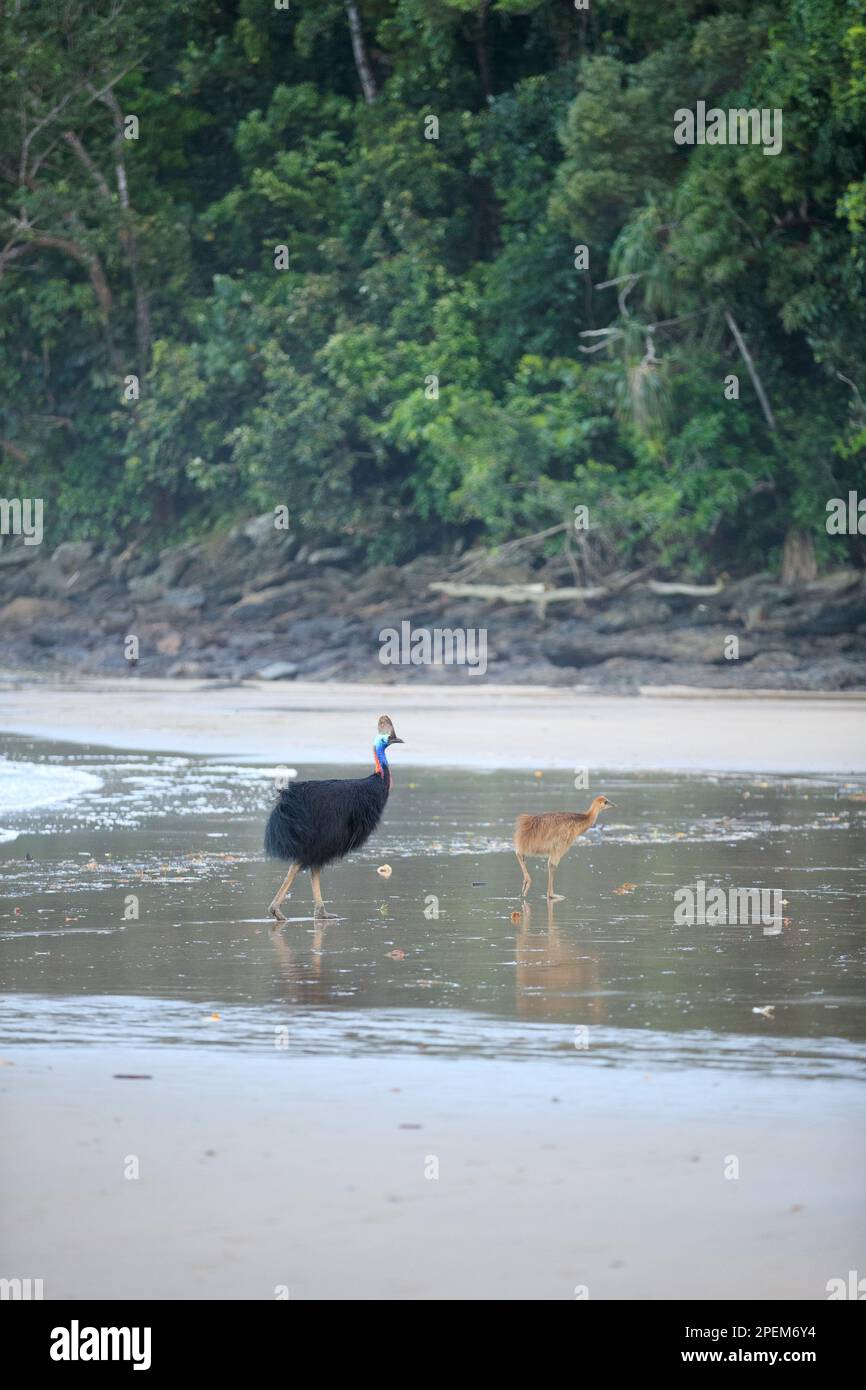 Sud de la Cassowary (Casuarius casuarius) Etty Bay, Queensland, Australie Banque D'Images