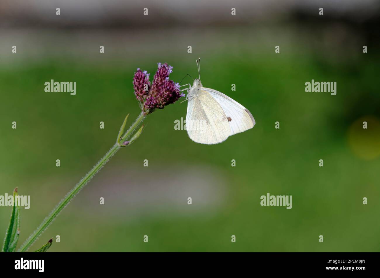 Une fleur pourpre est le terrain d'alimentation de ce papillon blanc affamé. Il a son proboscis dans la fleur. Banque D'Images
