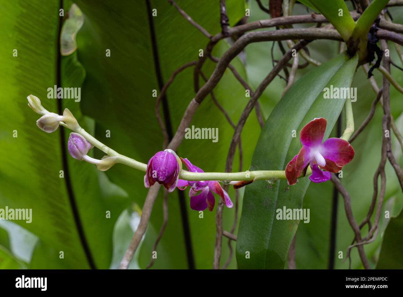 Gros plan sur les espèces tropicales épiphytiques d'orchidées hygrochilus parishii var numottiana qui fleurit à l'extérieur avec des fleurs violettes, blanches et brunes Banque D'Images