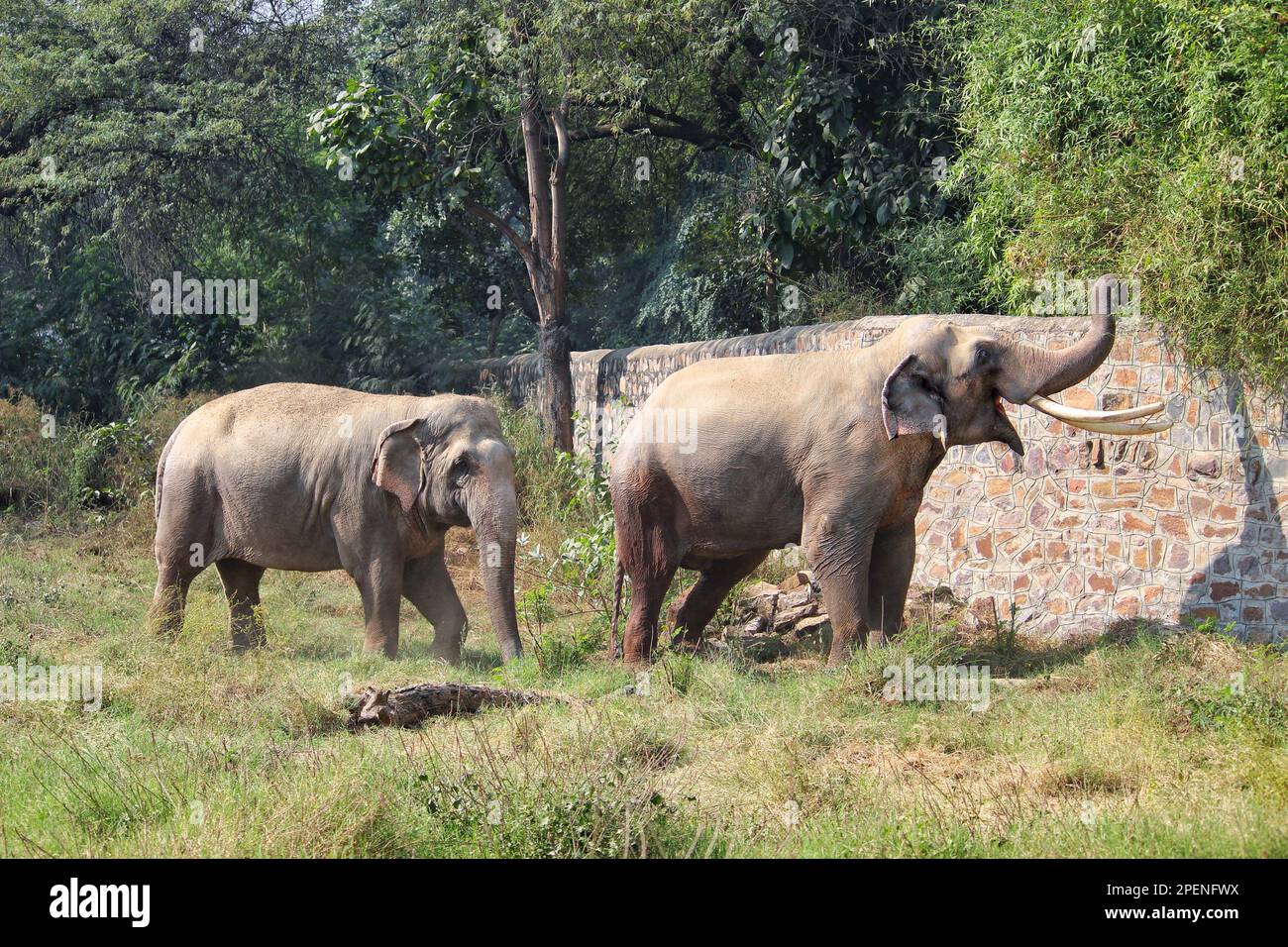 Deux partenaires asiatiques d'éléphants sauvages jouent avec affection avec leurs malles dans un champ d'herbe dans un zoo Banque D'Images