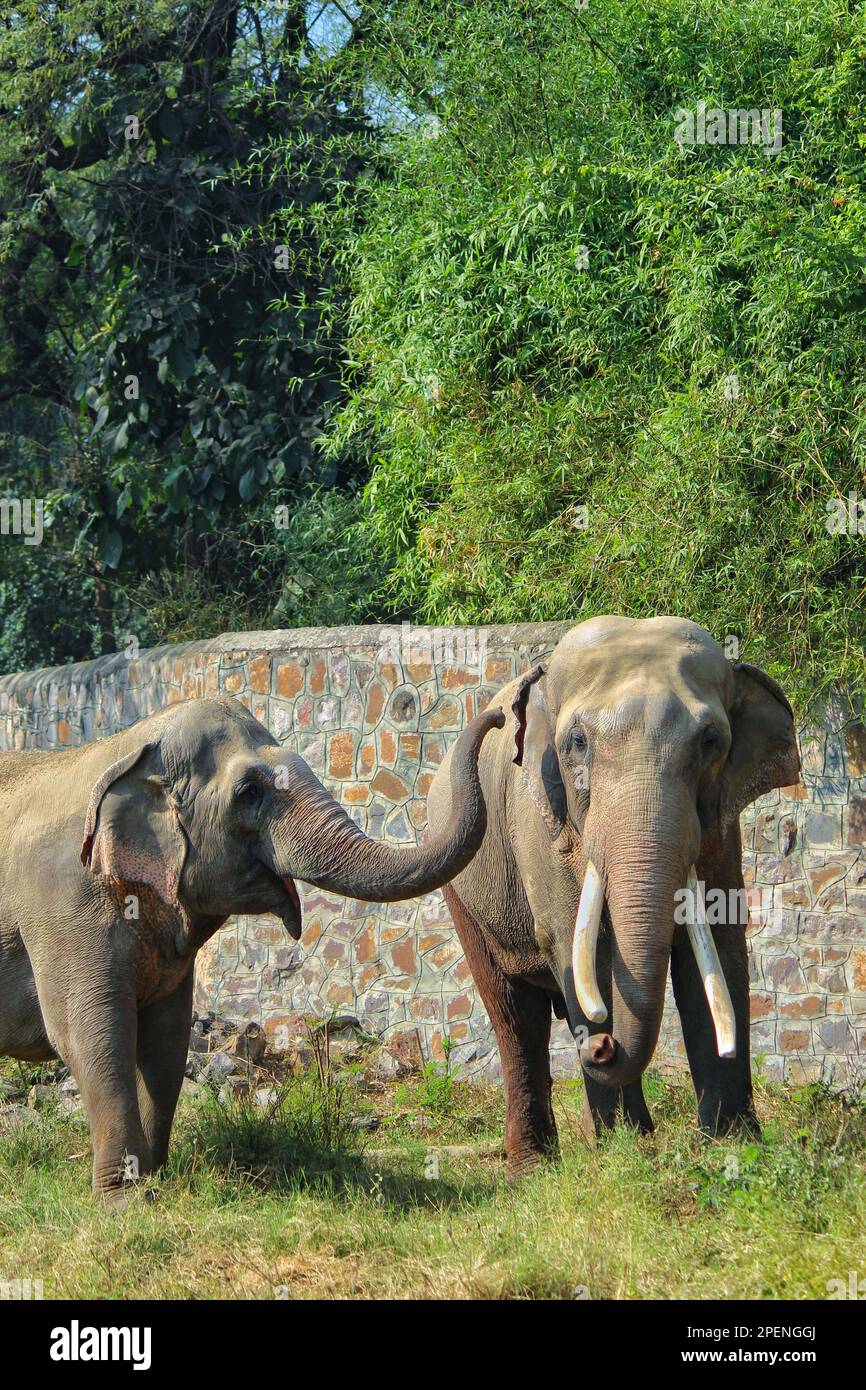 Deux partenaires asiatiques d'éléphants sauvages jouent avec affection avec leurs malles dans un champ d'herbe dans un zoo Banque D'Images