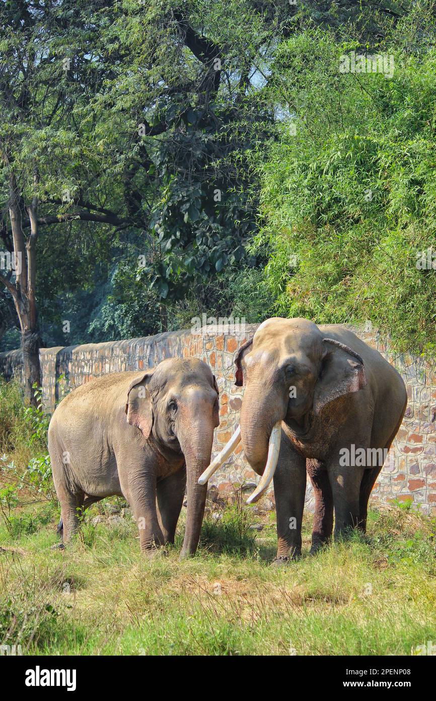 Deux partenaires asiatiques d'éléphants sauvages jouent avec affection avec leurs malles dans un champ d'herbe dans un zoo Banque D'Images