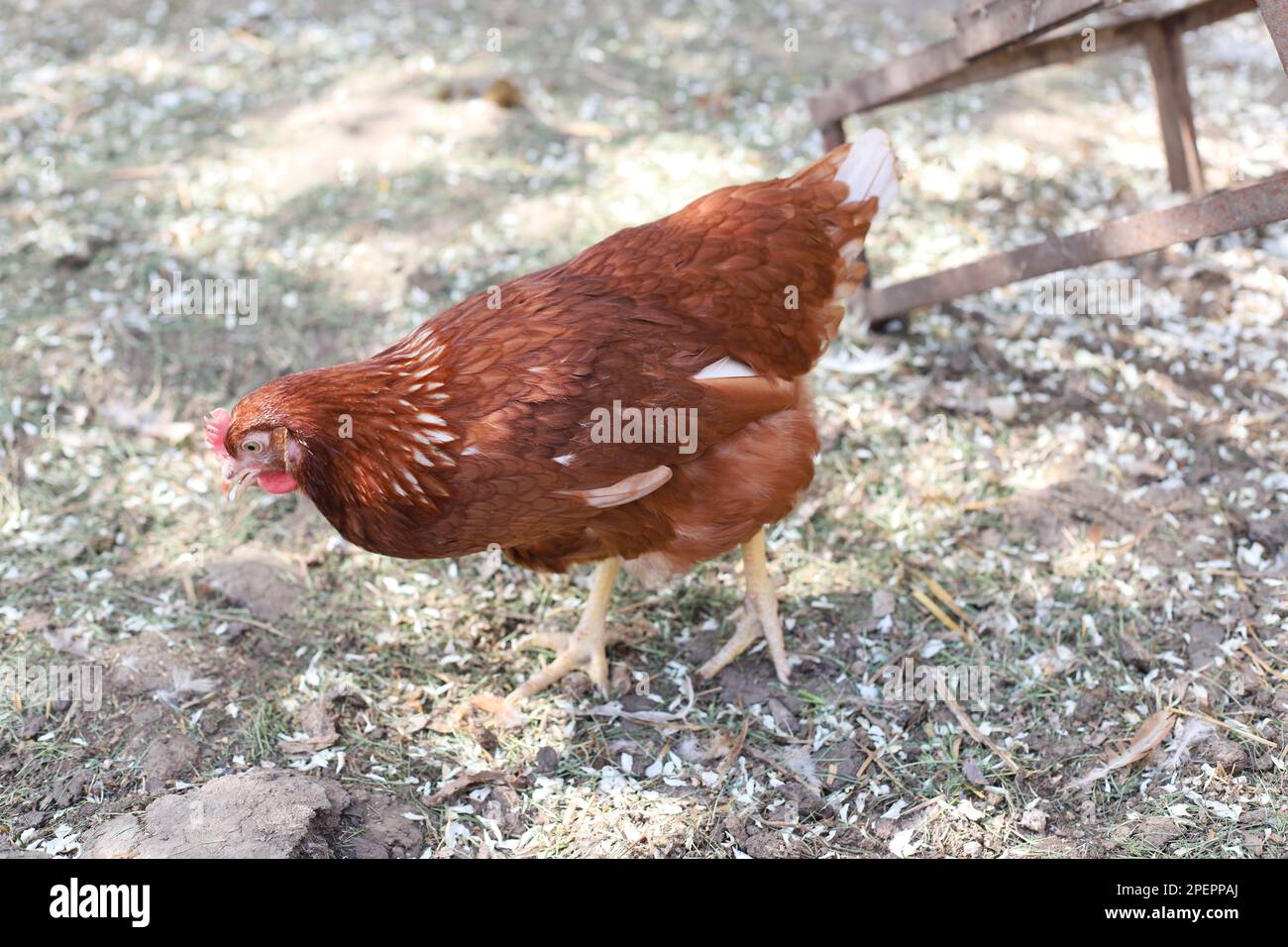 Promenade au poulet brun dans la cour de campagne. Jour ensoleillé, les pétales de cerisiers en fleurs tombent au sol, les poulets peck ou mangent des pétales de cerisier blancs. Banque D'Images