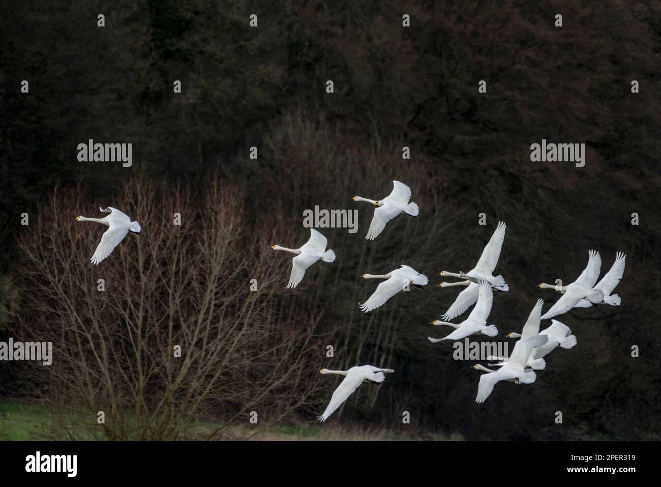 Des cygnes de whooper volant à Weser River, Wesertal, Upper Weser Valley, Weser Uplands, Weserbergland, Hesse, Allemagne Banque D'Images