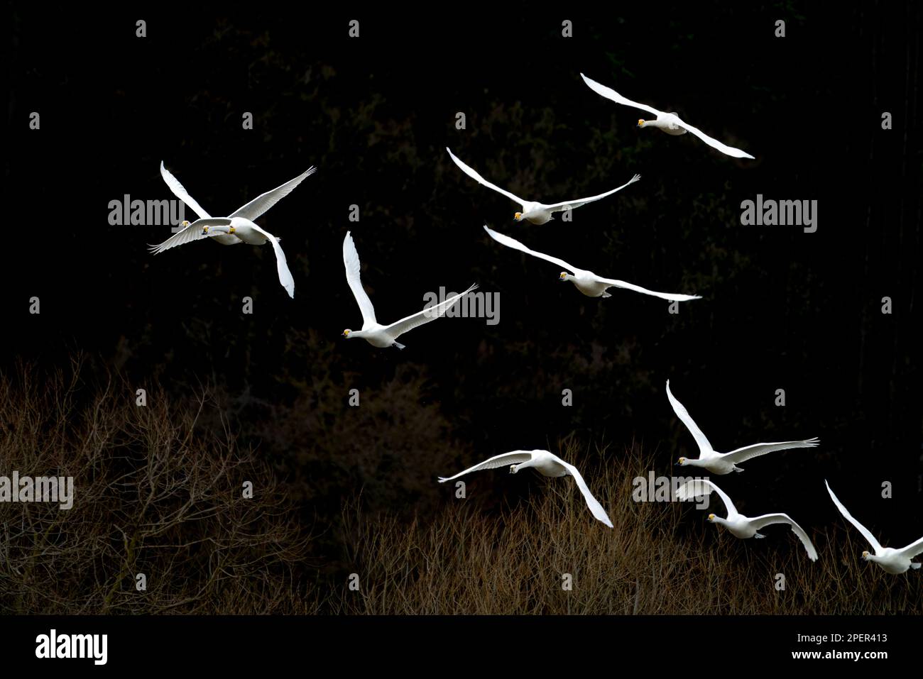 Des cygnes de whooper volant à Weser River, Wesertal, Upper Weser Valley, Weser Uplands, Weserbergland, Hesse, Allemagne Banque D'Images