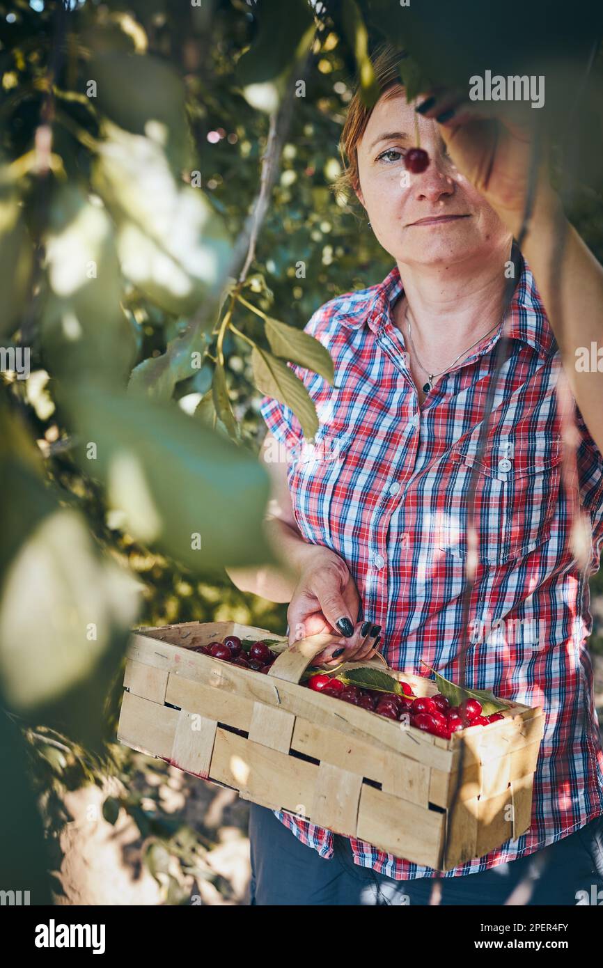 Femme cueillant des cerises dans le verger. Jardinier travaillant dans le jardin. Fermier tenant le panier avec des fruits mûrs Banque D'Images