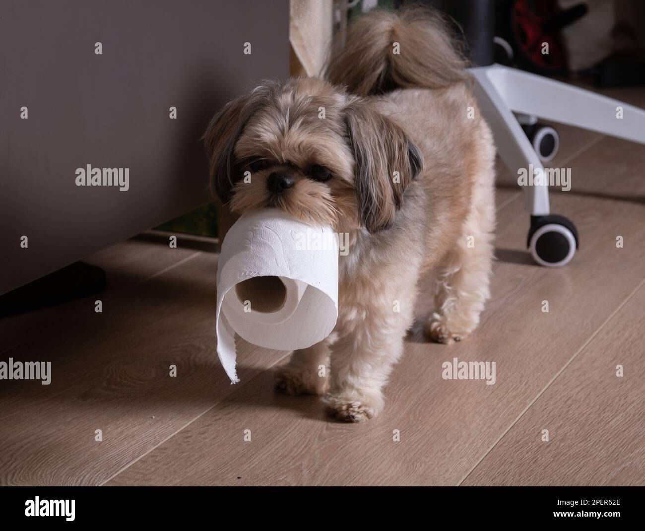Photo chien Shih Tzu marchant avec du papier toilette à la maison Banque D'Images