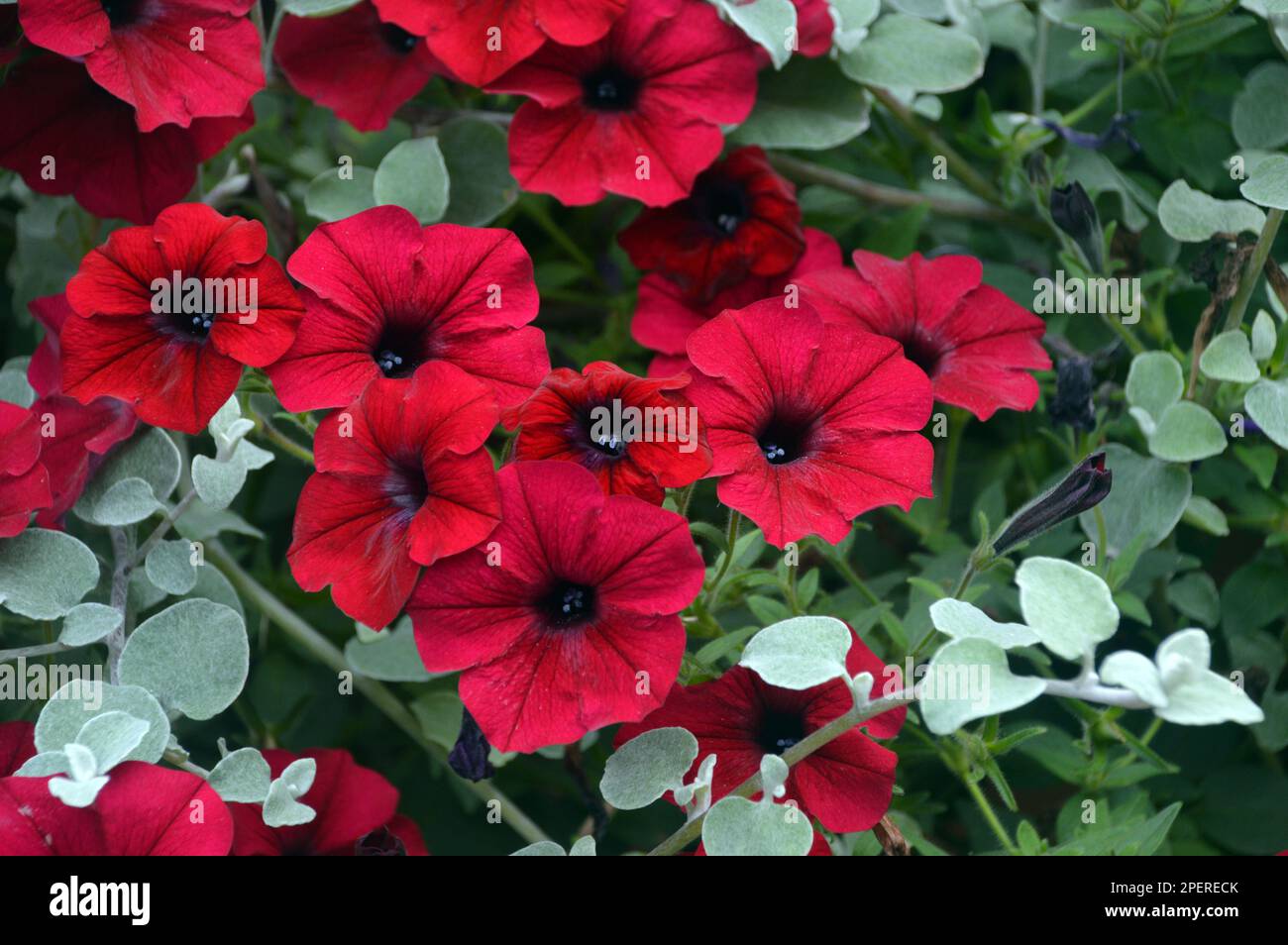 Pétunia rouge à la traîne 'Tidal Wave Red Velour' fleurs cultivées à RHS Garden Harlow Carr, Harrogate, Yorkshire. Angleterre, Royaume-Uni. Banque D'Images