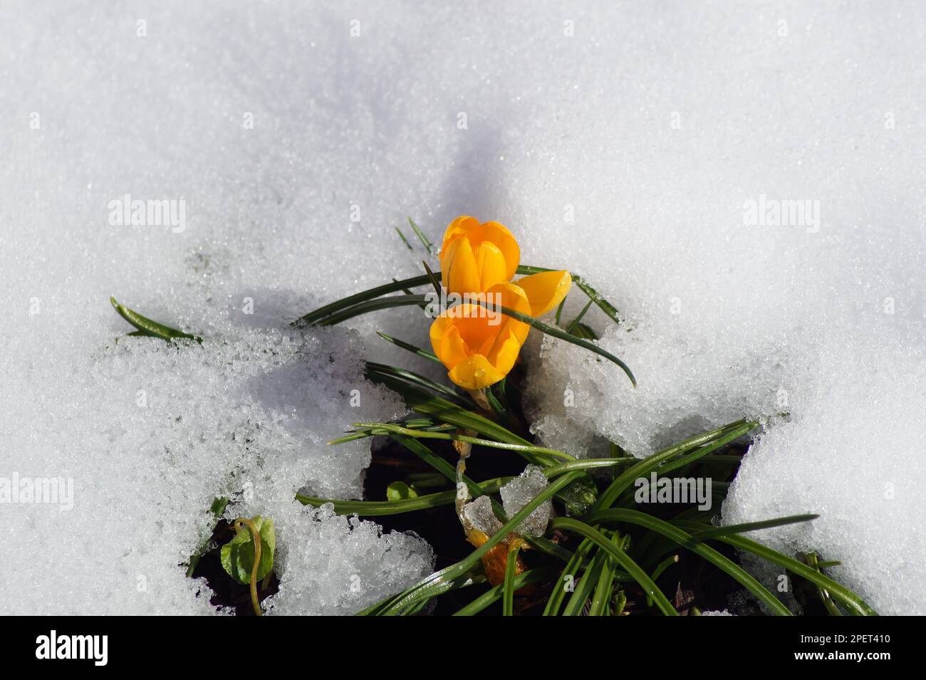 Fleur de crocus jaune dans la neige de printemps Banque D'Images