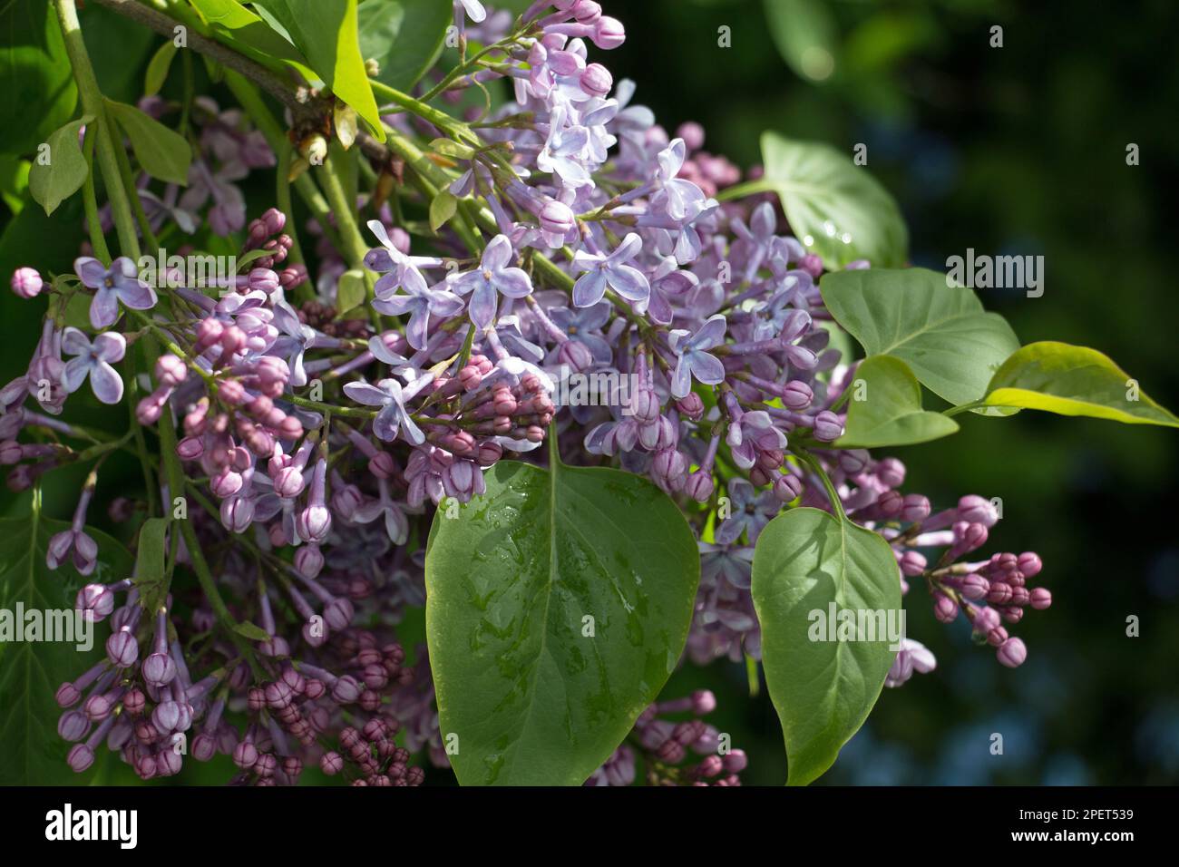 Grappes de fleurs violettes de l'arbuste des lilas, Syringa vulgaris, qui fleurit à la fin du printemps, en gros plan sur un fond naturel de feuilles vertes Banque D'Images