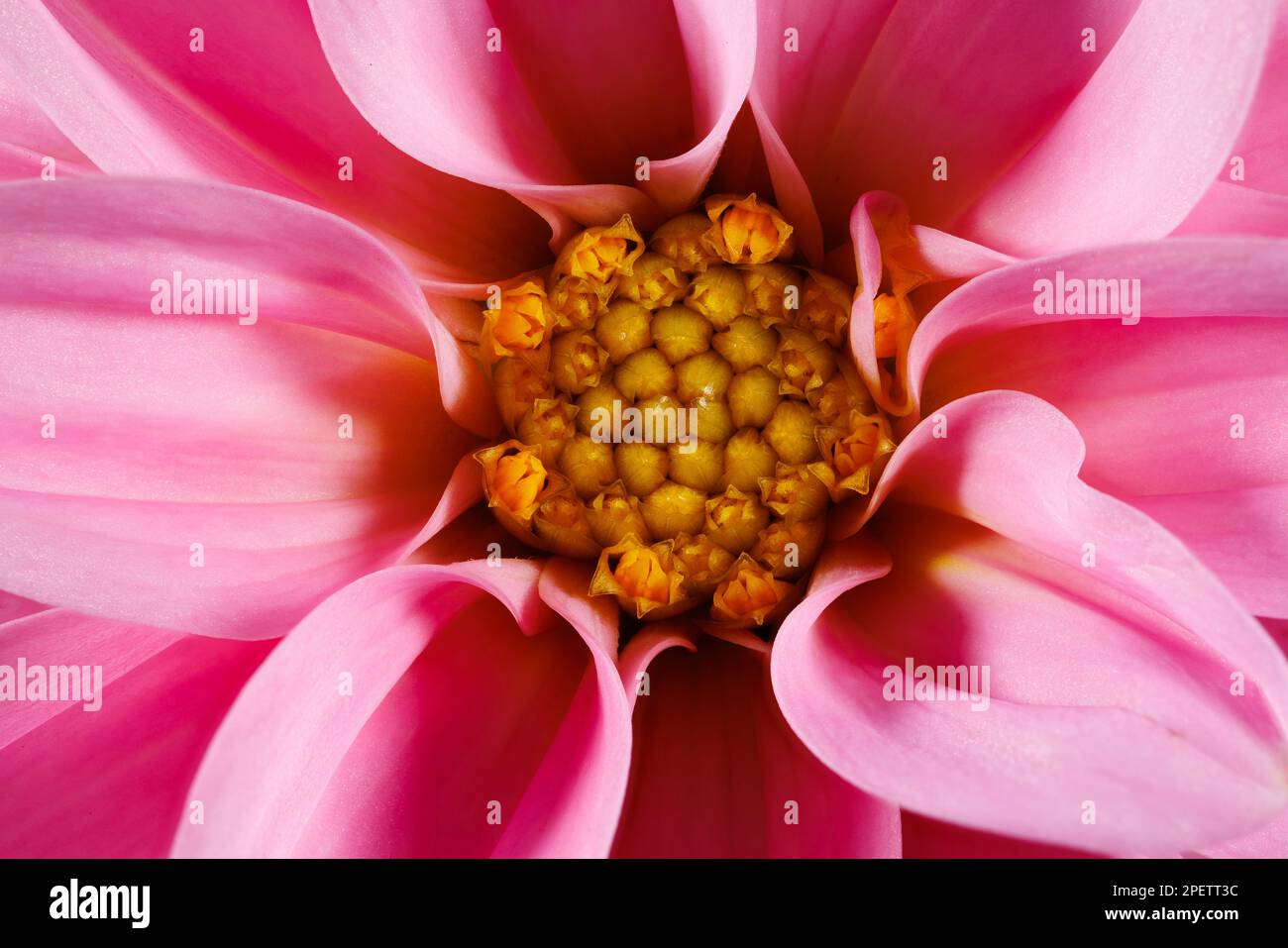 Photographie macro d'une fleur de dahlia Banque D'Images