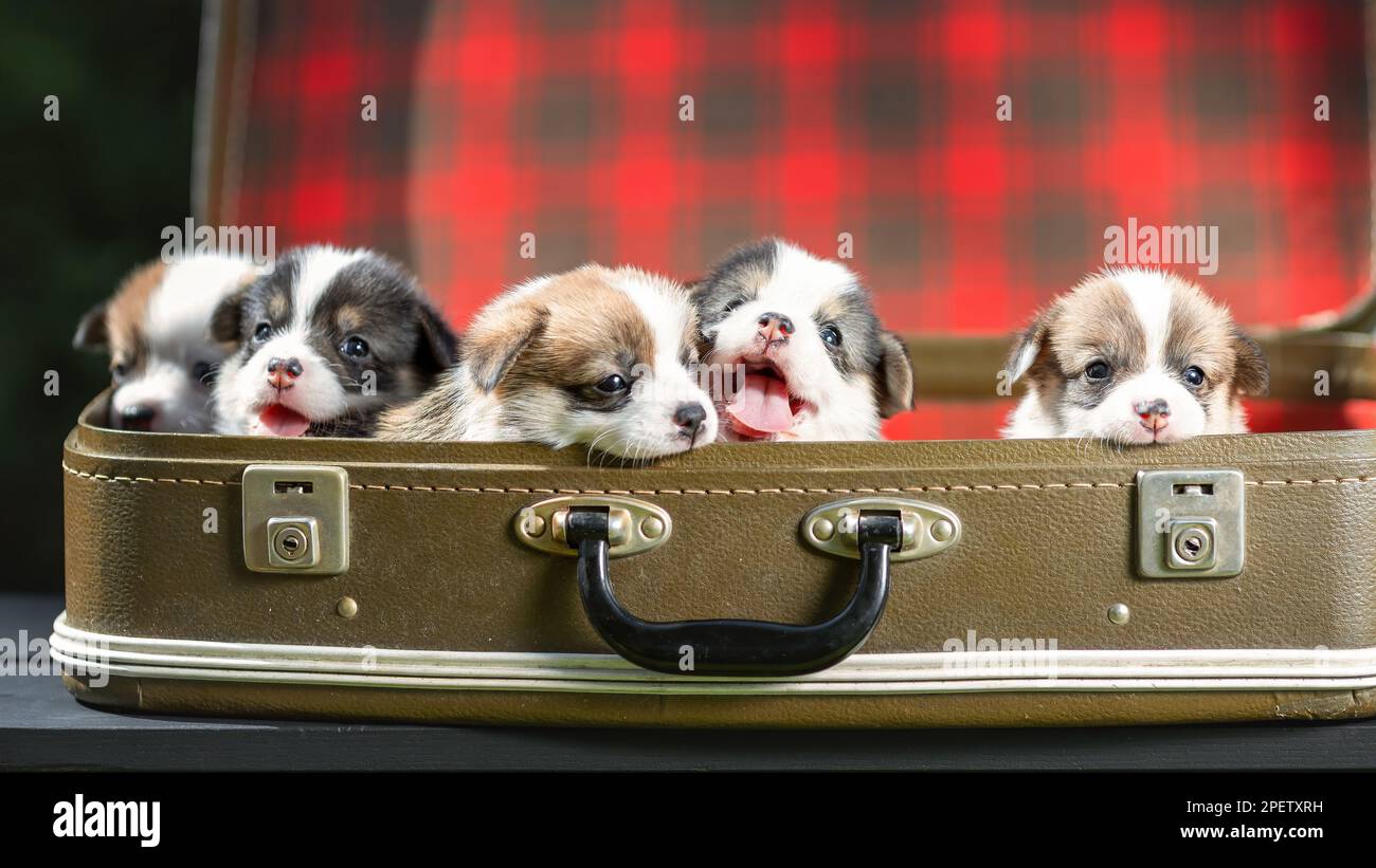 Les petits chiots mignons de chien de race pembroke corgi gallois sont assis ensemble dans une vieille valise Banque D'Images