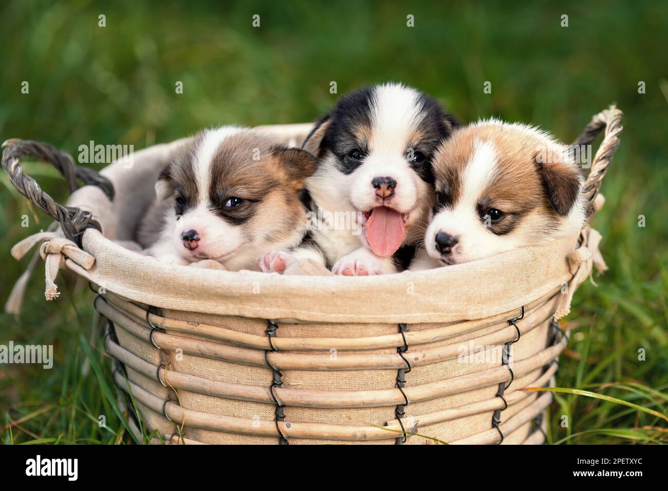 Trois petits chiots heureux de corgi gallois pembroke race chien assis ensemble dans le panier dans la nature Banque D'Images
