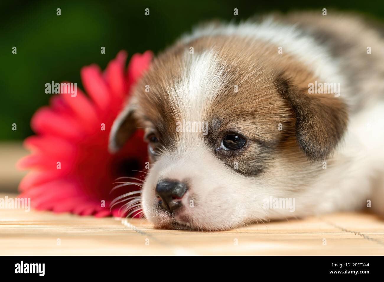 Petit chiot rigolo fatigué de pembroke chien de race gallois de corgi couché à l'extérieur près de la fleur Banque D'Images