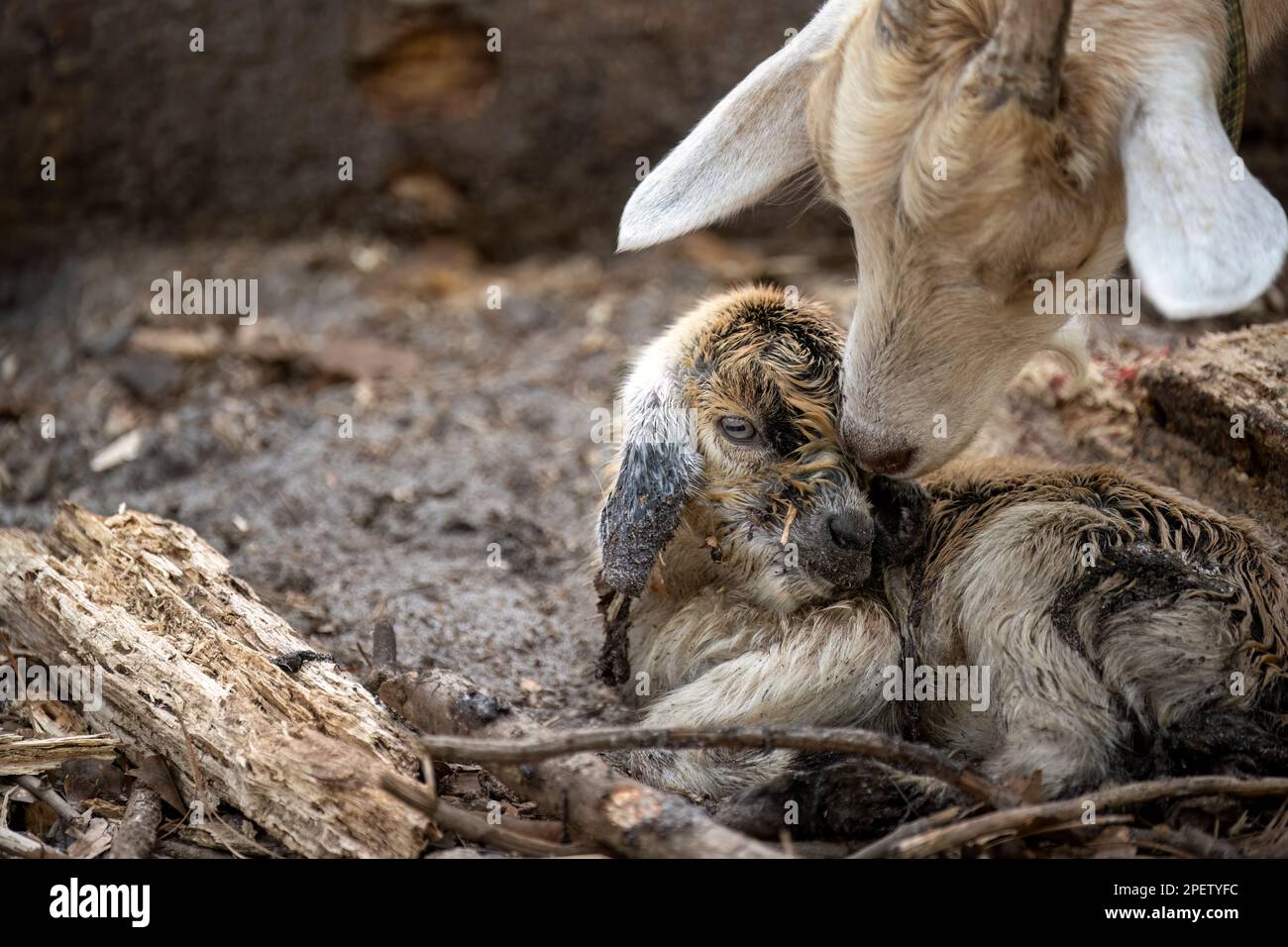 Un bébé de chèvre brun nouveau-né et sa mère Banque D'Images