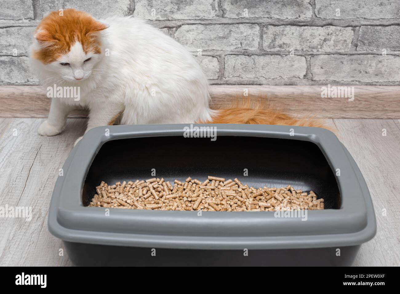 le chat domestique regarde la boîte à litière. le chat veut aller aux toilettes. boîte à litière